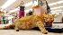 Chester the fat cat rests in his favorite spot, a weight scale, at The Connoisseur, a store in Port Aransas, Texas, Friday, June 30, 2006. In back is employee Rhoda Gleason. Among the beach pictures, jewelry and nautical decor at The Connoisseur, Chester roams, slowly. The 31-pound orange tabby cat has become something of a tourist draw after he was featured in a May segment of Texas Country Reporter, a television travel show. (AP Photo/Corpus Chrisit Caller-Times, George Gongora)
