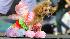 Halloween dog show