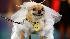 Halloween dog show