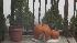 Hungry Squirrels