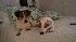 7online.com Pet Parade