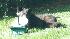 Black bear spotted in New Jersey