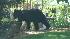 Black bear spotted in New Jersey