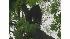Black bear spotted in New Jersey