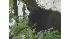 Black bear spotted in New Jersey