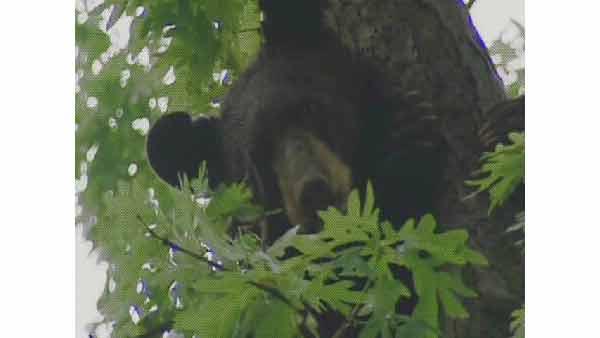 A bear up in a tree in New Jersey.