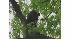 Black bear spotted in New Jersey
