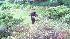 Black bear in New Jersey