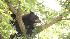 Bear in a tree