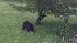 Bears spotted in Branchville
