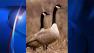 geese