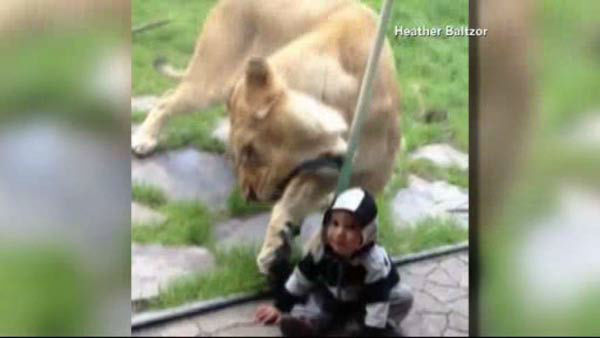 lion behind glass paws and tries to eat toddler at portaland zoo