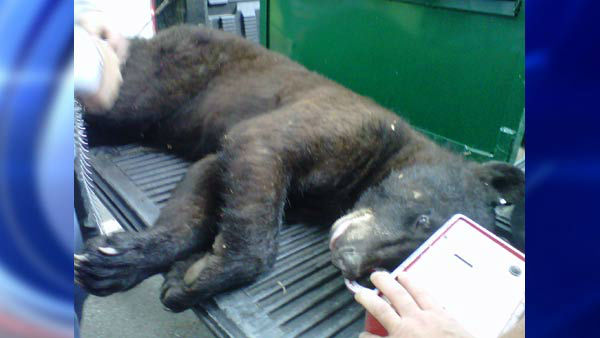 Bear captured after being stuck in tree