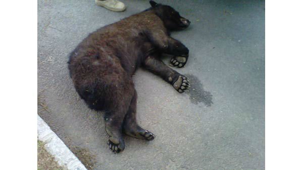 Bear captured after being stuck in tree