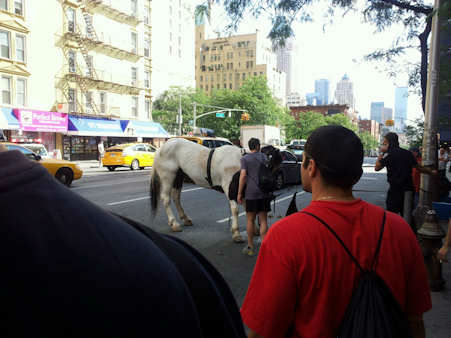 Carriage horse takes off, injures two tourists