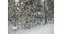 First winter snow