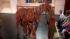 War Horse trots into WCL