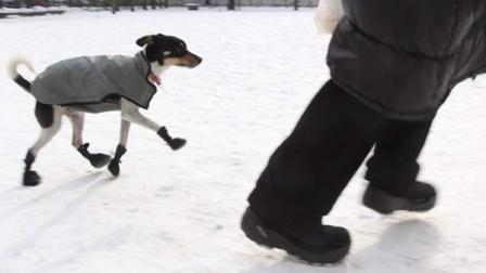 A small dog named Zuzia well-equipped to face the winter cold takes a stroll in a small park in Warsaw, Poland. (AP Photo/Czarek Sokolowski)