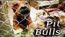 A pit bull behind chain link fence.