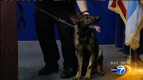Police dog Bear during a calmer moment