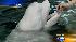 Shedd's Oceanarium: Part 1 ::