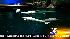 Shedd's Oceanarium: Part 4 ::