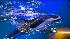 Shedd Aquariam to re-open to public ::