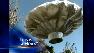 Felony charges possible in balloon boy hoax