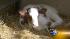 a new calf made a surprise debut at the dairy...