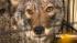 A coyote in the care of Animal Control.