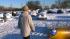 LSD reopens, drivers look for towed cars ::