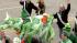 Watch the St. Patrick's Day Parade, Pt.2 ::