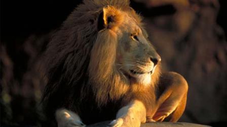 Adelor, an African lion
