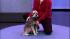 Pepper, a 7-year-old miniature schnauzer, is...