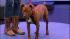 Maye is a 7-month-old pitbull mix that likes...