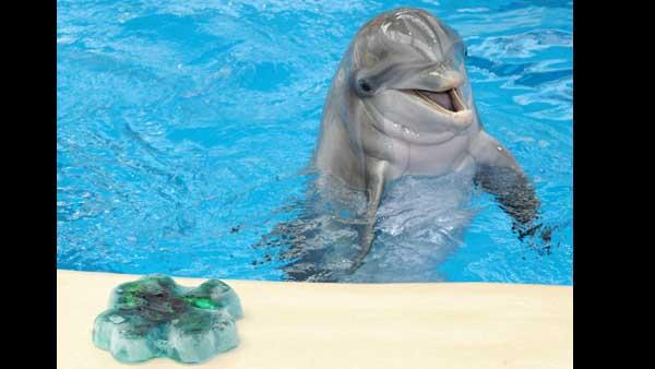 Tapeko, a 30-year-old bottlenose dolphin at Brookfield Zoo, gets a shamrock-shaped ice treat frozen with fish