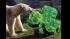 Hudson, a 5-year-old polar bear at Brookfield...