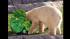 Hudson, Brookfield Zoos 5-year-old polar bear,...