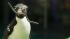 Since 1994, the annual nesting activities have...
