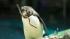 Nesting season offers guests an opportunity to...