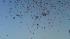 Hundreds of balloons were released, each with a...