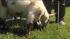 The Curse of the Billy Goat began in 1945 after...