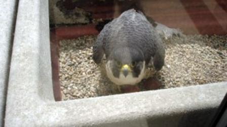A rare discovery at the Gold Coast home of Juanita Jordan: A peregrine falcon built a nest on the rooftop deck. (Courtesy of Melinda Jakovich)