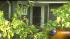 Trees fell onto a familys yard and house after a...