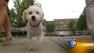 Expressway dog has new home, name