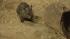 The orphaned, southern, hairy-nosed wombats came...