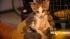 The kitten has been nicknamed Draino.