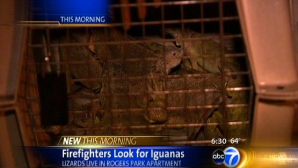 A fire on Chicago's Far North Side killed 25 pet iguanas. The fire started early Monday morning, August 13, 2012, near Jonquil Terrace and Paulina in the Rogers Park community. Only eight iguanas survived the blaze.