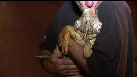 A fire on Chicagos Far North Side killed 25 pet iguanas. The fire started early Monday morning, August 13, 2012, near Jonquil Terrace and Paulina in the Rogers Park community. Only eight iguanas survived the blaze.