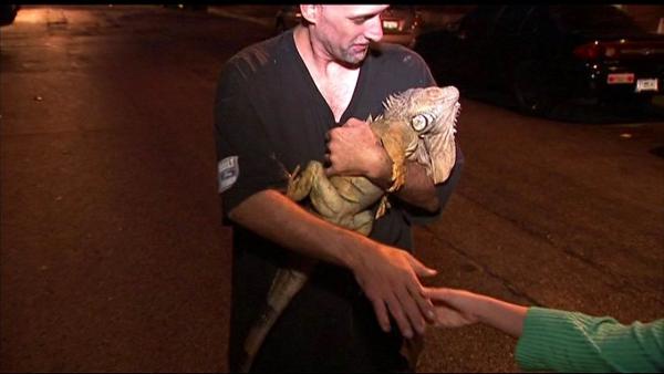 A fire on Chicago's Far North Side killed 25 pet iguanas. The fire started early Monday morning, August 13, 2012, near Jonquil Terrace and Paulina in the Rogers Park community. Only eight iguanas survived the blaze.